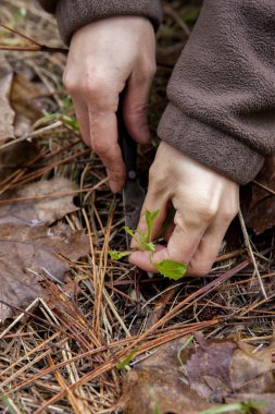 Karahindiba yeşil çekerek.