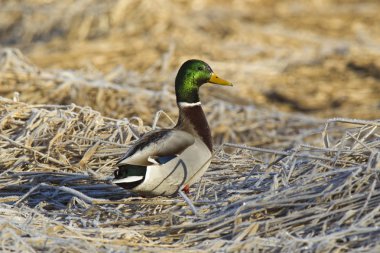 Çimenlerin üzerinde yürüyüş yeşilbaş.
