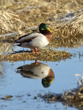Mallard yansıması yok eder..