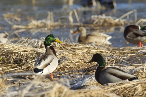 Spotkanie Mallards. — Zdjęcie stockowe