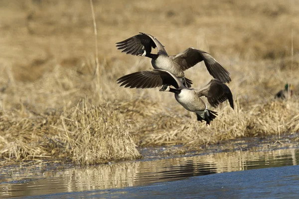 Geese flying in to water. — Stock Photo, Image