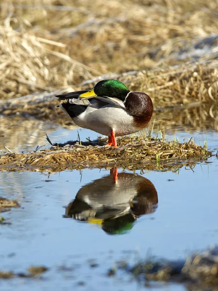 Mallard preens itself. — Stock Photo, Image