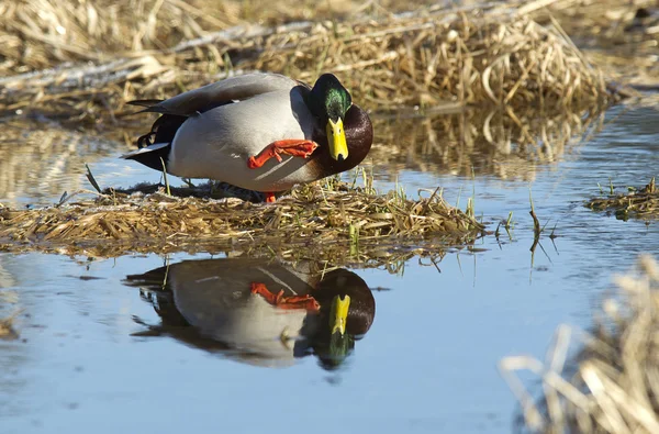 Mallard liften van haar been. — Stockfoto