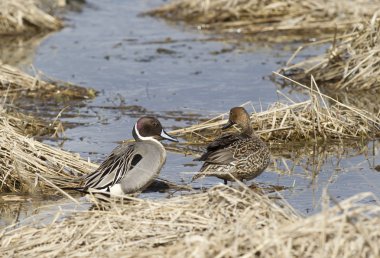 Kuzey Pintail Çift.