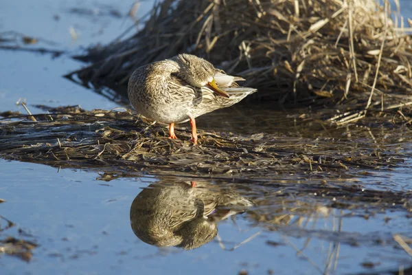 Kvinnliga gräsand. — Stockfoto