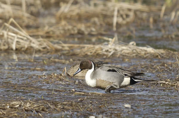 Northern pintail wading. — Stock Photo, Image