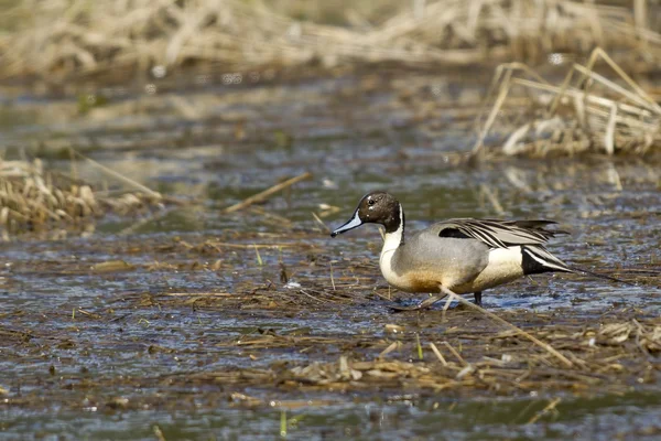 Pintail wades through wetlands. — Stock Photo, Image