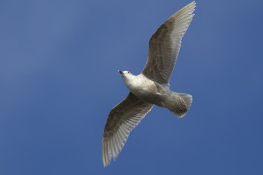 Yüksek uçan martı.