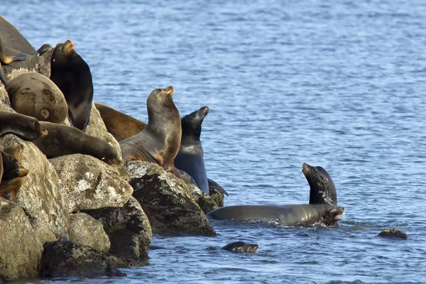 Sea lions stand guard. — Stock Photo, Image