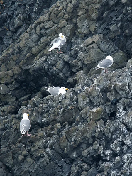 Group of seagulls on a cliff. — Stock Photo, Image