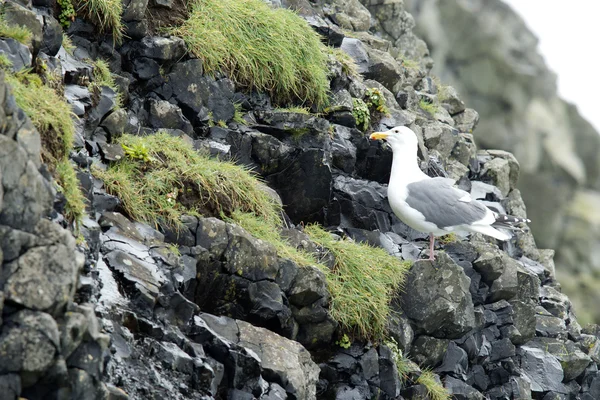 Perched gull on the rocks. — Stock Photo, Image