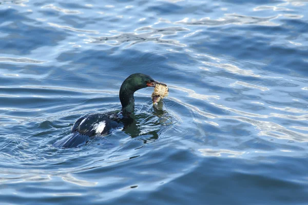 Cormorão com alimentos . — Fotografia de Stock