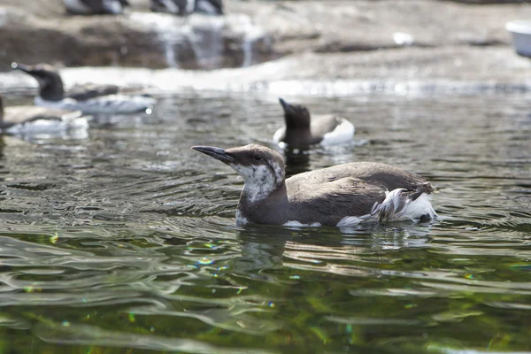 Common Murre at the zoo. — Stock Photo, Image