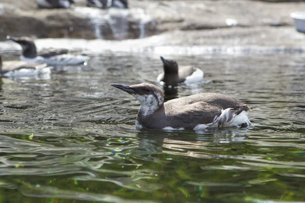 Hayvanat bahçesinde ortak Murre. — Stok fotoğraf