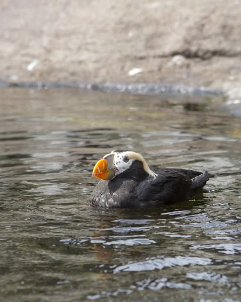 Puffin in the water. — Stock Photo, Image