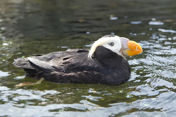 Side profile of puffin. — Stock Photo, Image