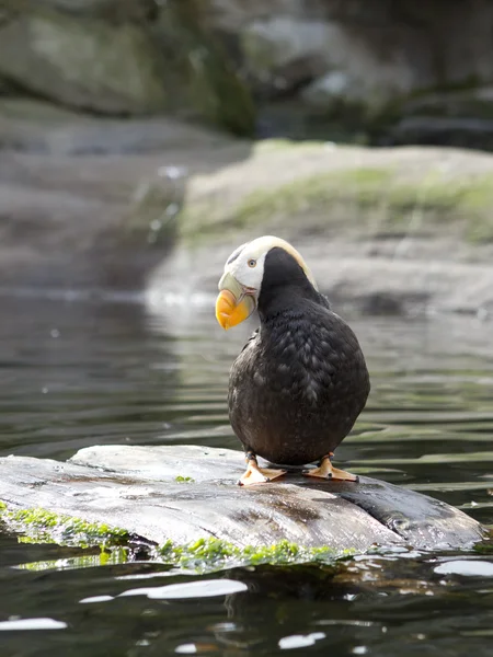 Puffin at the zoo. — Stock Photo, Image