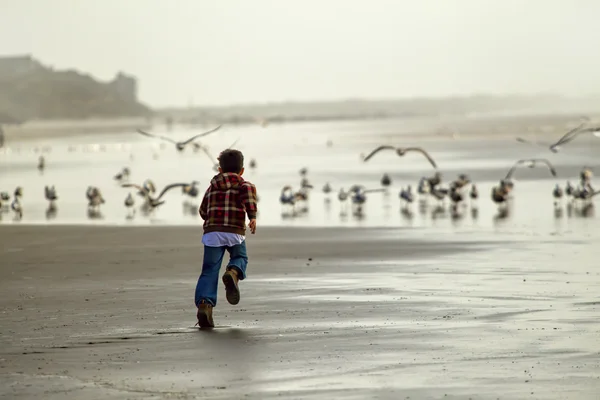 Мальчик бежит к чайкам . — стоковое фото