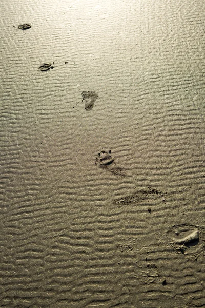 Empreintes de pas dans le sable. — Photo