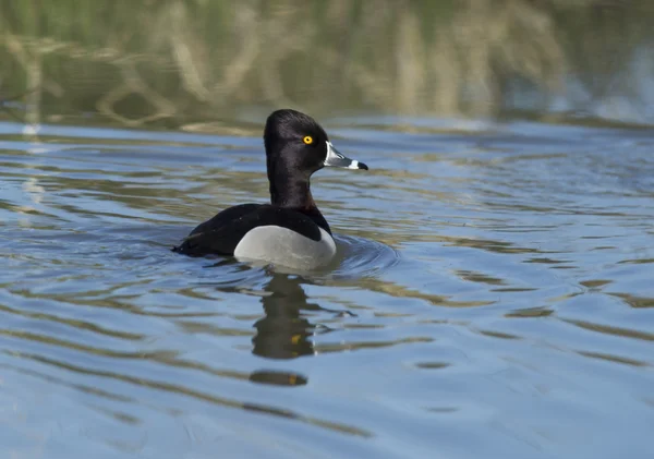 Ring necked eend. — Stockfoto