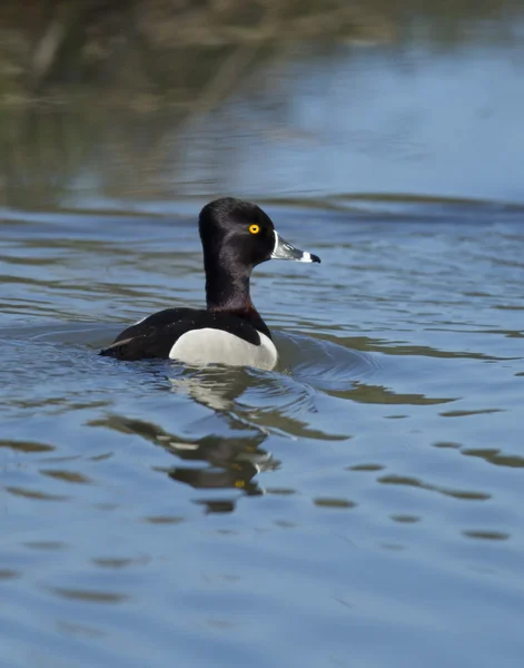 Ring necked eend in het water. — Stockfoto