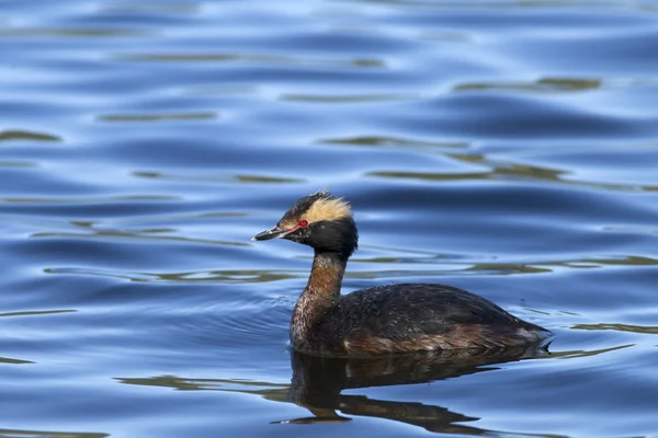 Κερασφόρος Grebe στο νερό. — Φωτογραφία Αρχείου