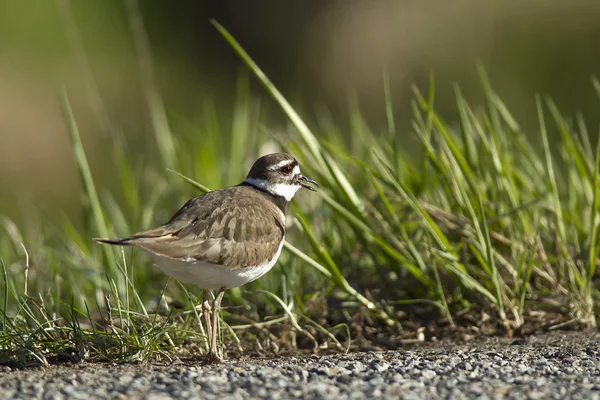 Killdeer by the grass. — Stock Photo, Image