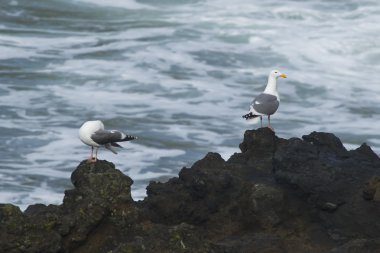 Seagulls on rocks. clipart