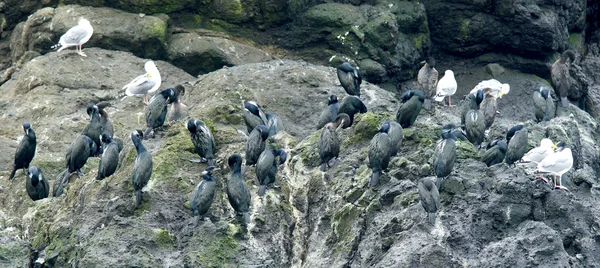 Cormorants and gulls. — Stock Photo, Image