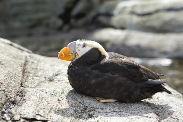 Puffin perched on a rock. — Stock Photo, Image