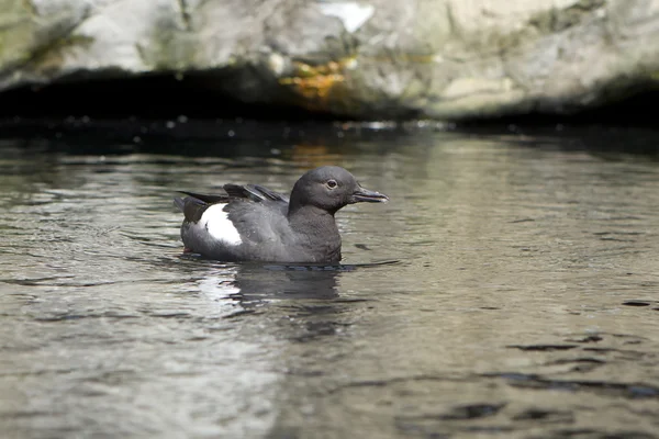 Pigeon Guillemot swimming at zoo. — Stock Photo, Image