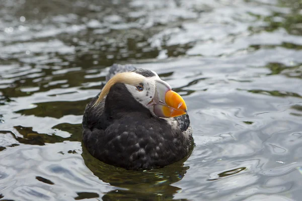 Προφίλ του puffin. — Φωτογραφία Αρχείου