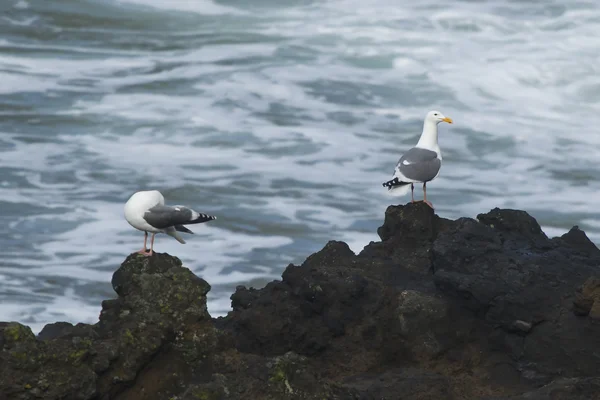 Seagulls on rocks. — Stock Photo, Image