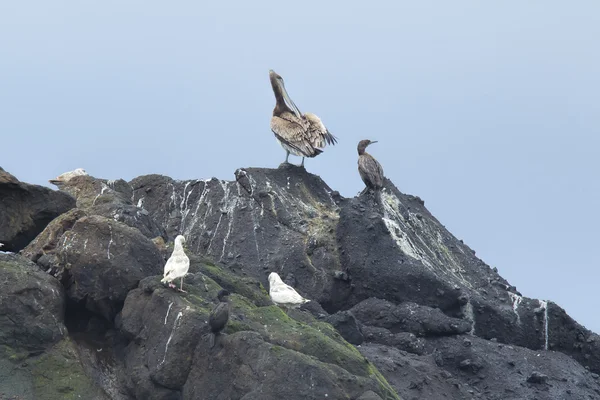 Sea birds on rocks. — Stock Photo, Image