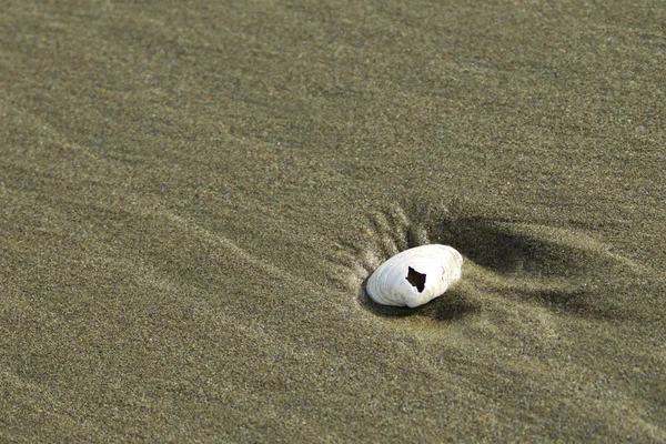 Muschel im Sand. — Stockfoto