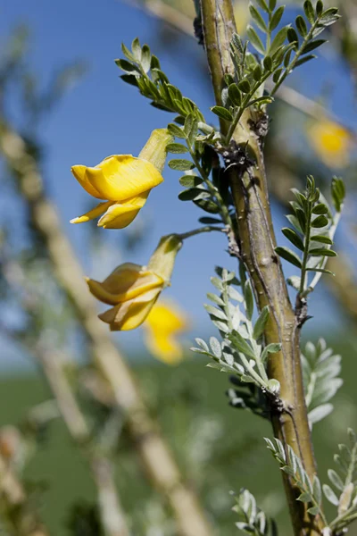 Κίτρινα άνθη στο κλαδί. — Φωτογραφία Αρχείου