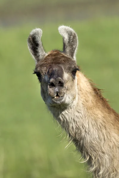 Llama portrait. — Stock Photo, Image