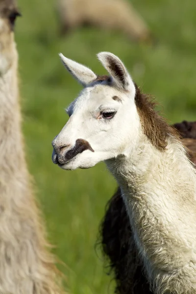 Llama blanca pequeña . — Foto de Stock