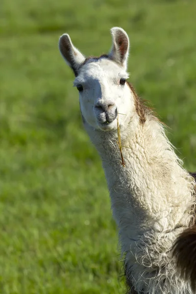 Porträtt av vita lamadjur. — Stockfoto