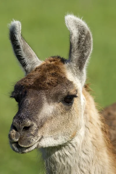 I am ready for my close up. — Stock Photo, Image