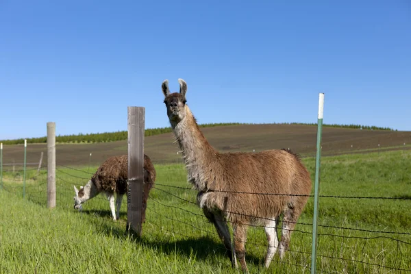 Lama se dívá na kameru. — Stock fotografie