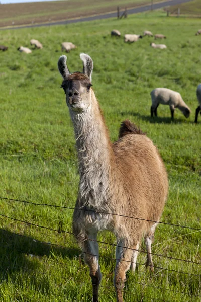 Llama in field with sheep. — Stock Photo, Image