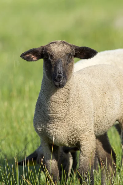 Portrait of sheep. — Stock Photo, Image