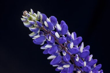 Acı bakla çiçek stüdyo çekim.