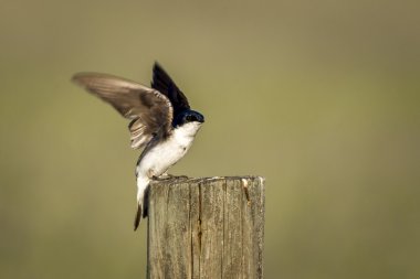 Swallow kanat kanatlar.