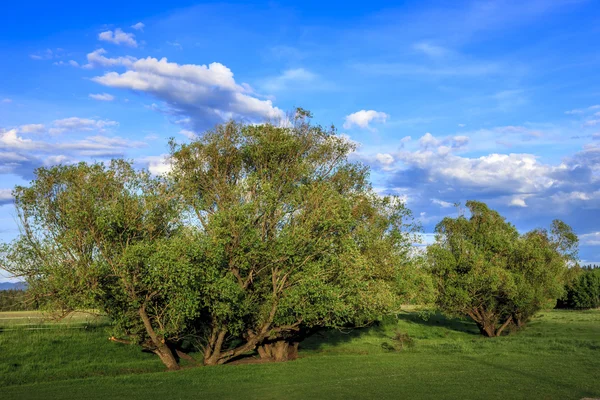 Zelené stromy a modrá obloha. — Stock fotografie