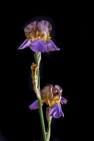 Paarse iris. — Stockfoto