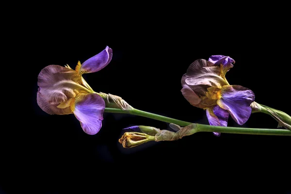 Iris yan görünüm. — Stok fotoğraf