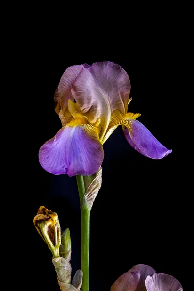 İn mor iris yakın çekim. — Stok fotoğraf