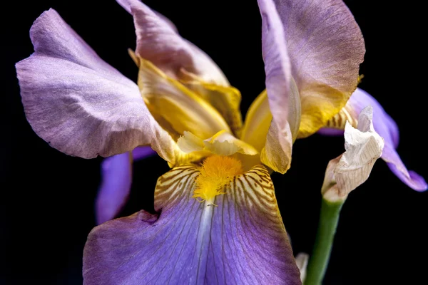 Iris içinde. — Stok fotoğraf